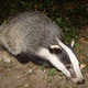 badger animal